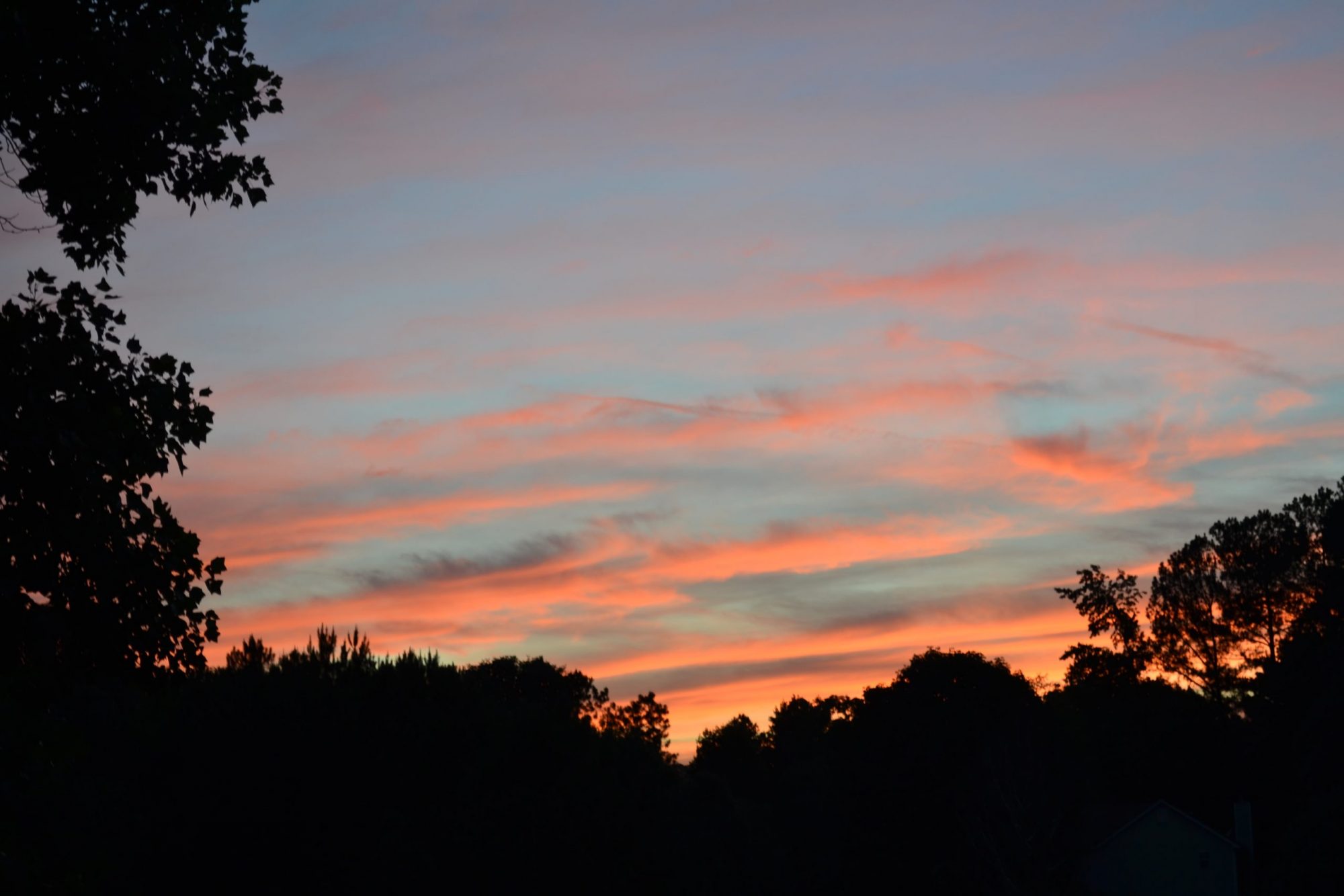 This is an image of the setting sun behind trees.