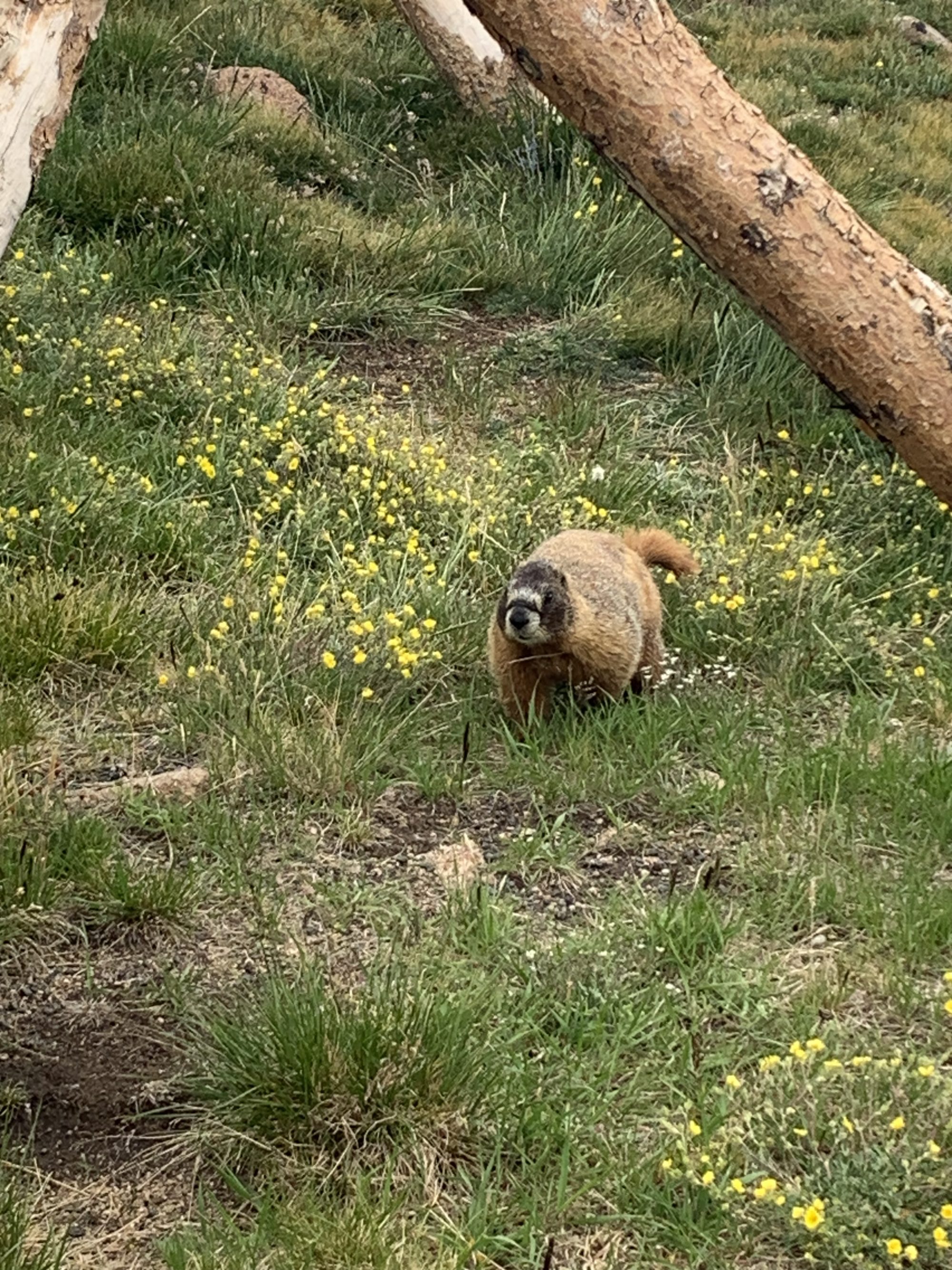 Yellow Marmot